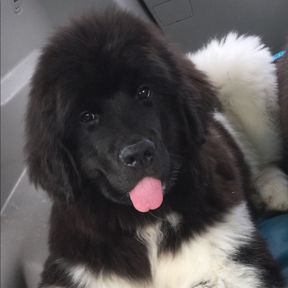 Meet your Posher, Elizabeth - Picture 1 of 1